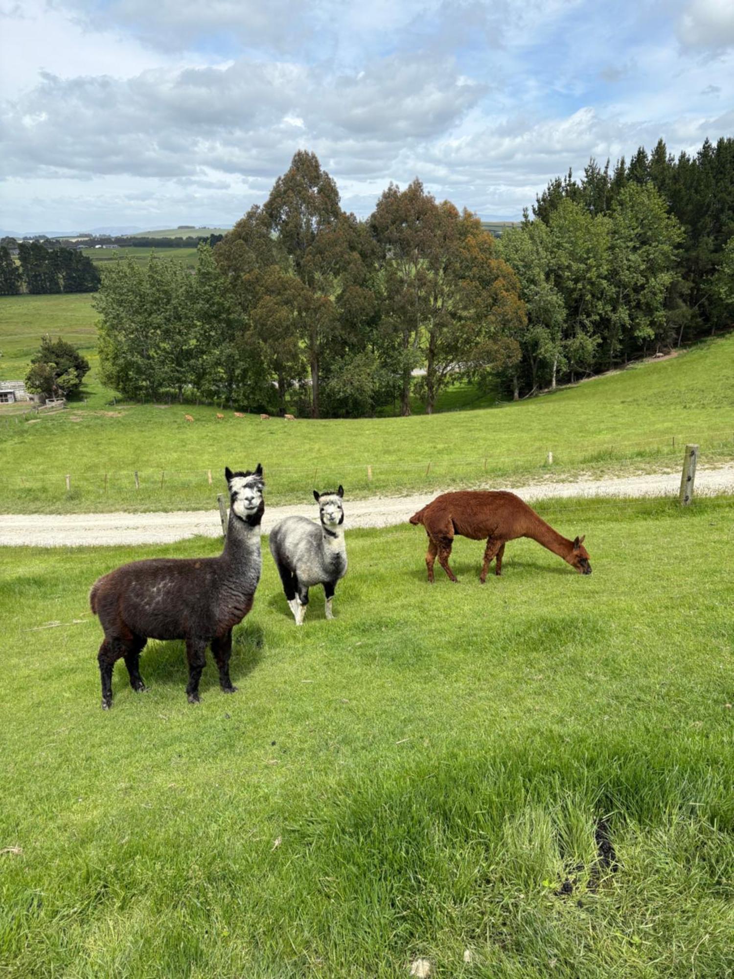 The Shepherd'S Rest Oamaru Luaran gambar